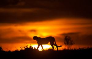 Imagen de Masaai Mara, reserva natural de Kenia