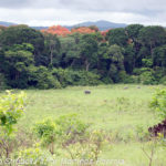 En la reserva de la Lopé abundan los pequeños elefantes africanos de bosque (© Strubell/Martínez-Pantoja)