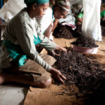 Trabajadoras en la fábrica de vainilla de Sambava (© Strubell/Martínez-Pantoja)