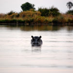 Hipopótamo en el delta del Okavango (imagen de Matthew Verso)
