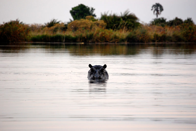 Hipopótamo en el delta del Okavango (imagen de Matthew Verso)