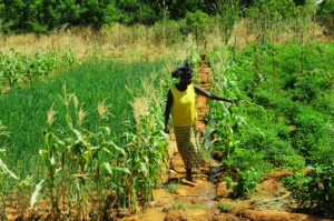 Plantación en Ninigui, Burkina Faso (imagen de P. Casier / CGIAR)