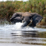 Elefante en el delta del Okavango (imagen de George Lamson)