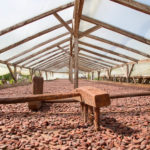 Secadero de cacao en Campo Novo