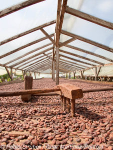 Secadero de cacao en Campo Novo