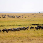 Ñus en Masai Mara (Imagen: Pablo Strubell)