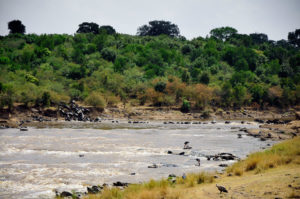 Ñus en Masai Mara (Imagen: Pablo Strubell)