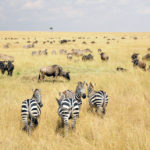Ñus y cebras en Masai Mara (Imagen: Pablo Strubell)
