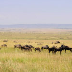 Ñus y cebras en Masai Mara (Imagen: Pablo Strubell)