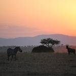 Masai Mara (Imagen: John Schinker)