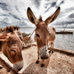El burro es el medio de transporte más utilizado en Lamu (Imagen: Aleksey Dorofeev)