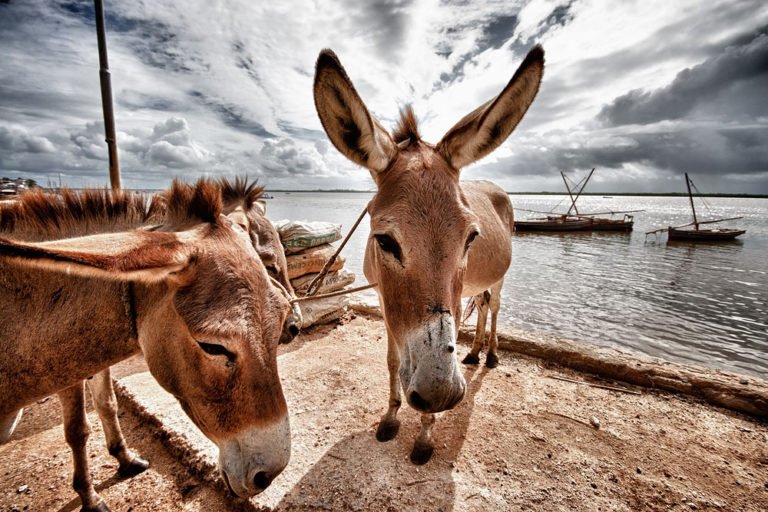 El burro es el medio de transporte más utilizado en Lamu (Imagen: Aleksey Dorofeev)