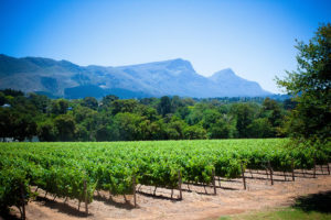 Viñedos en Constantia (Imagen: Bertrand Duperrin)