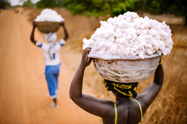 Recolecta de algodón en Burkina Faso (Imagen: Center for International Forestry Research)