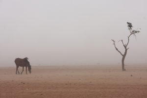 Según Naciones Unidas, la sequía se ha propagado e intensificado desde 1970, mientras que el Sahel y el África meridional se desertificaron aún más durante el siglo XX. Imagen: EC/ECHO/Anouk Delafortrie