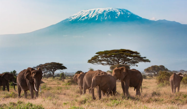 Más de millón y medio de animales recorren cientos de kilómetros al año en la movilización natural más grande del mundo.