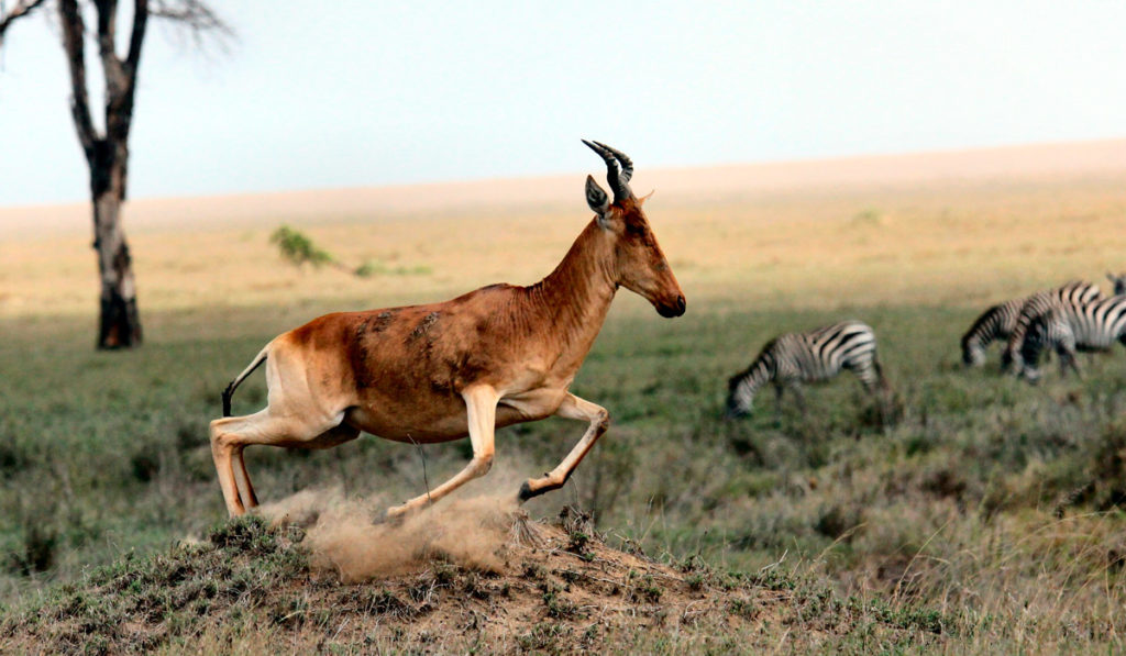 Rinocerontes, hienas y otras especies cohabitan en armonía con los masai en el cráter del Ngorongoro 