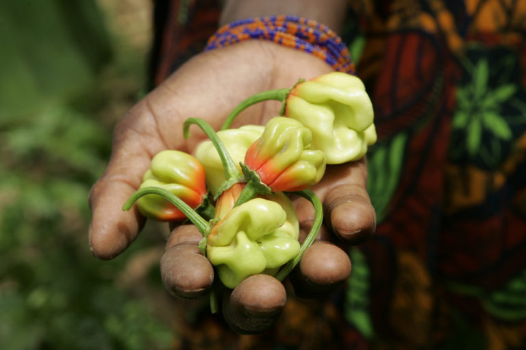 Las interpretaciones más estrictas de la religión musulmana desfavorecen a las mujeres a la hora de heredar propiedades de tierra. Imagen: UN Photo/Evan Schneider