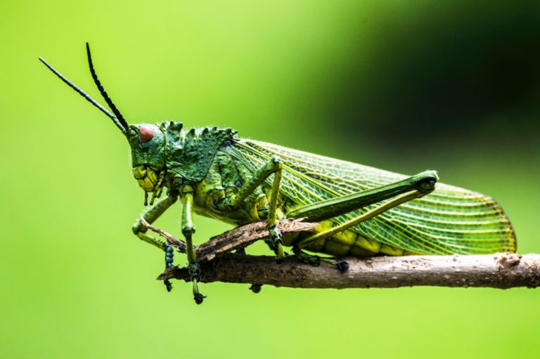 Comer insectos puede contribuir a erradicar el hambre. Unsplash: @elegancethika