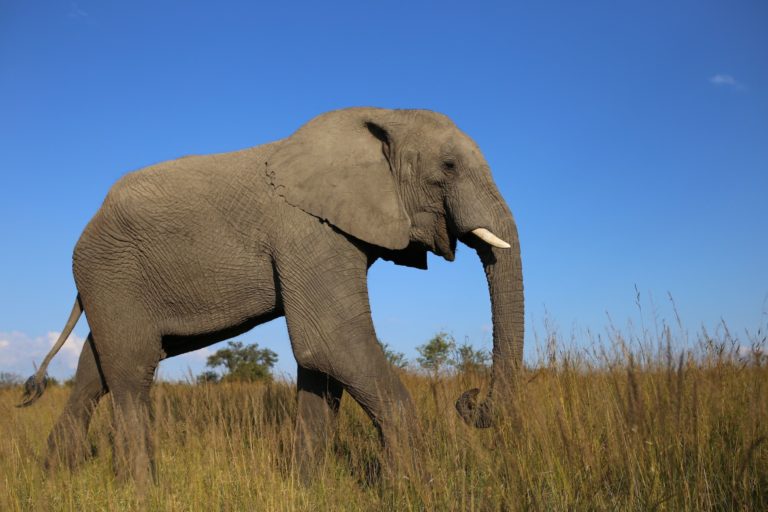 Drones, un grano de arena para salvar a los elefantes