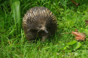 Se cree que el brote de Wuhan se originó en un mercado en donde había una variedad de productos animales y carnes, que incluían pavos reales, puercoespines, murciélagos y ratas. Emmanuel Higgins para Unsplash