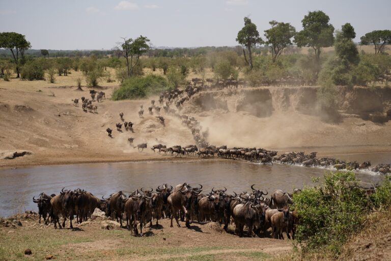 La gran migración de ñus en África. Imagen: JaDeLissen para AdobeStock